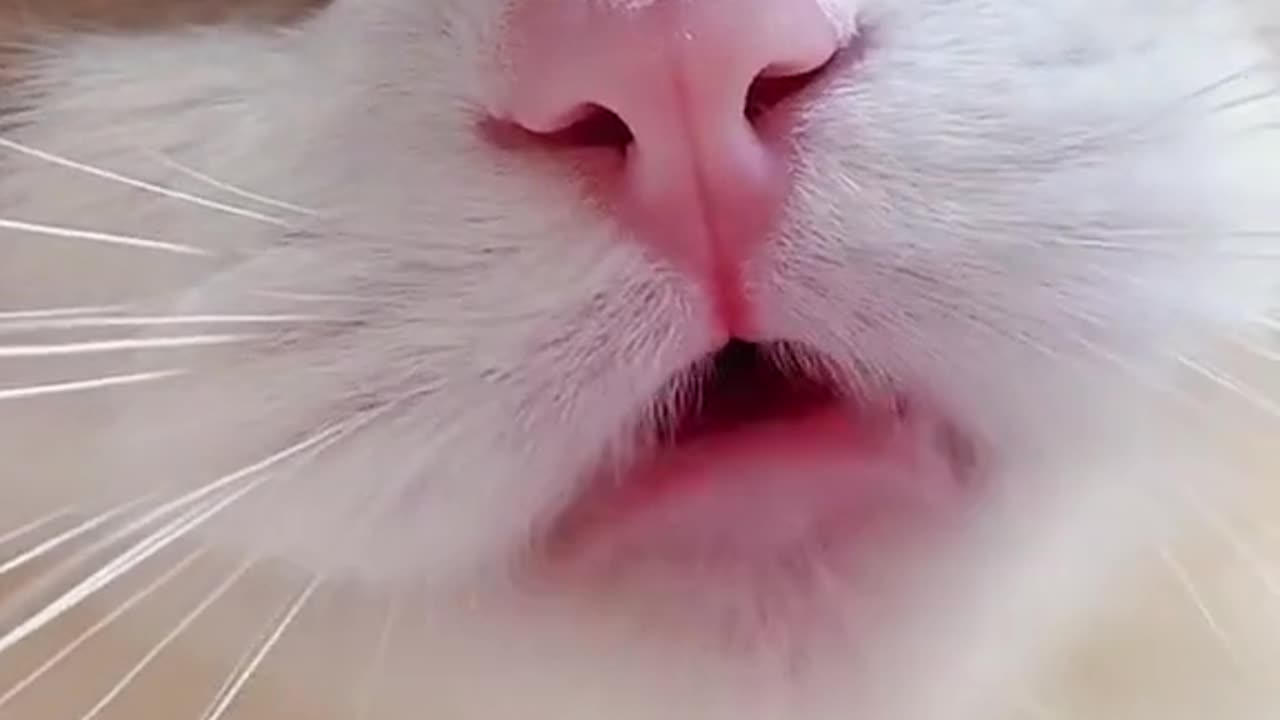 Cute Cat Meowing Compilation - The Sweetest Meows You'll Ever Hear