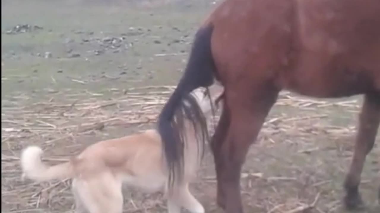 Horse's Kick Vs The Dog's Sad End | Fail Of The Month | Funny Trends