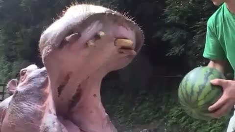 funny animal