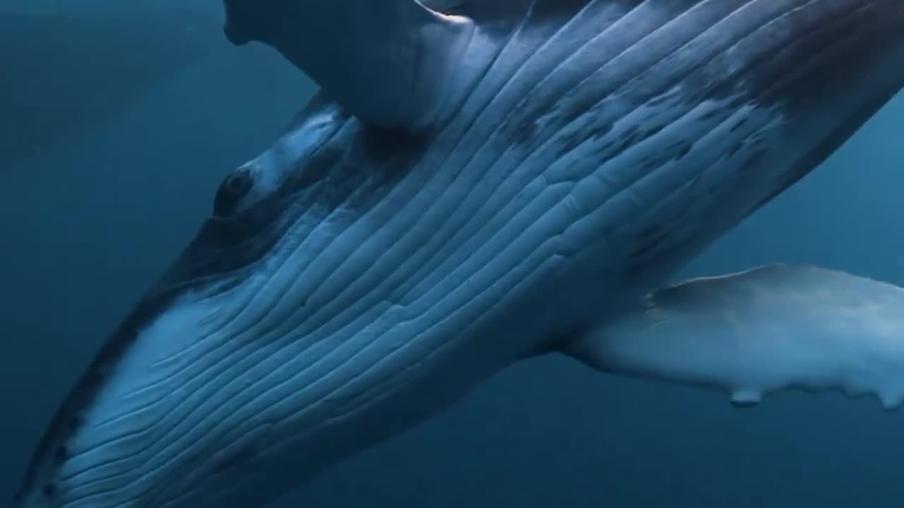 Bailando con Ballenas 2