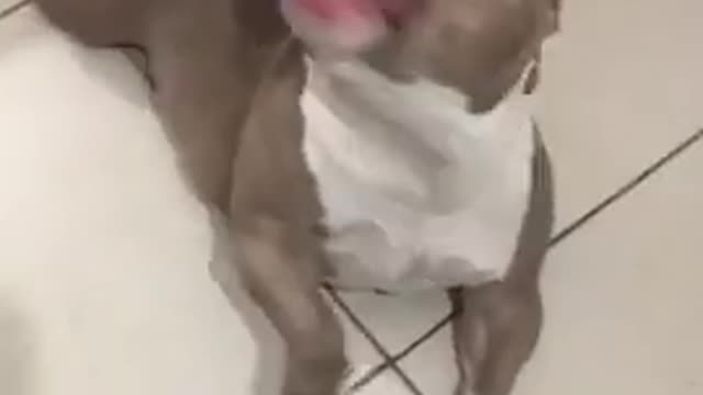 cute dog