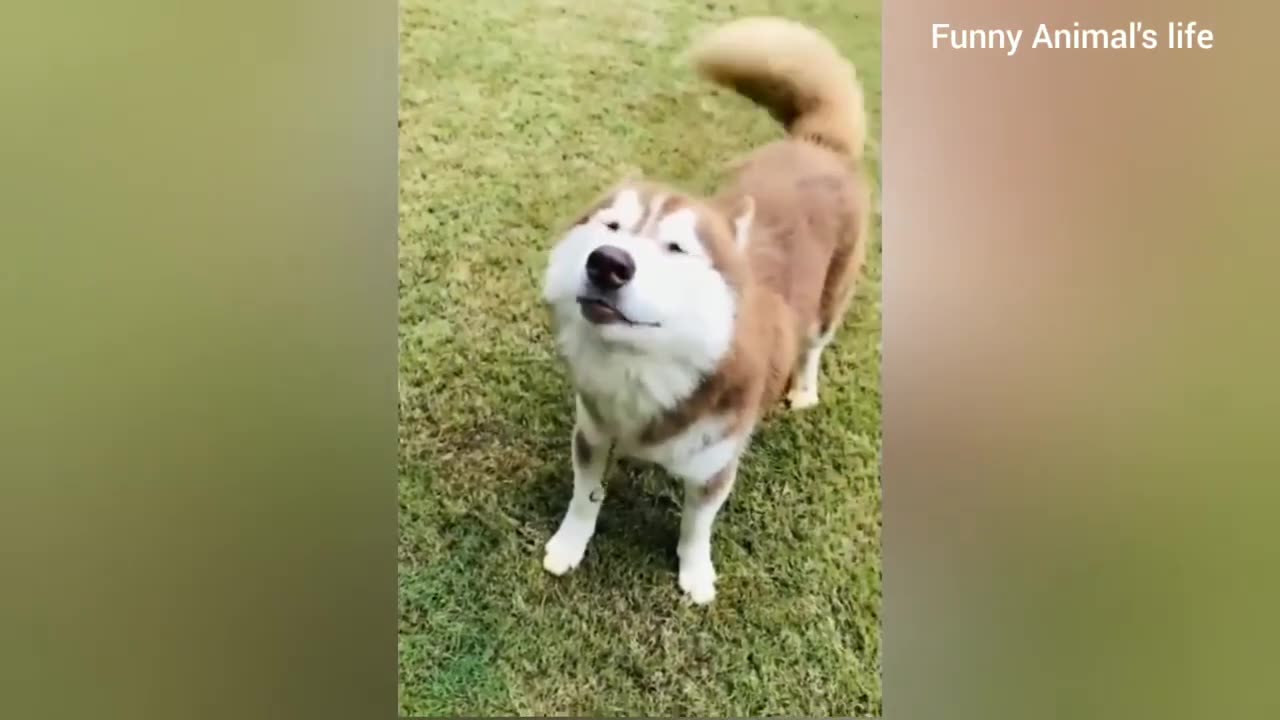 Funny Animal video - Dog
