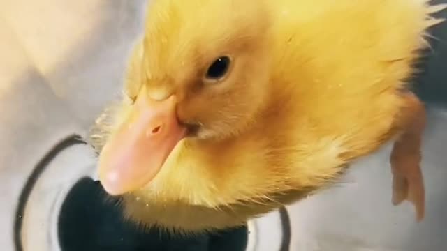 Baby Ducks In A Sink