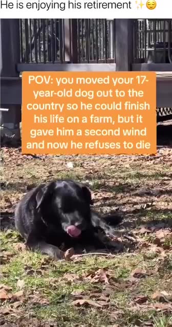 Dog given new lease on life 🙏😍