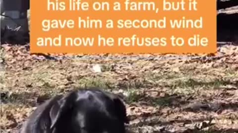 Dog given new lease on life 🙏😍