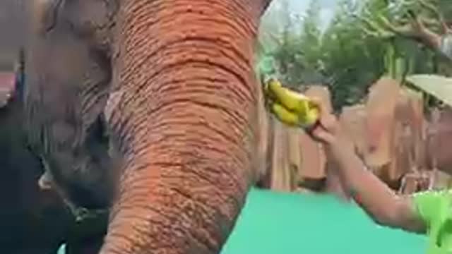 Funny elephant