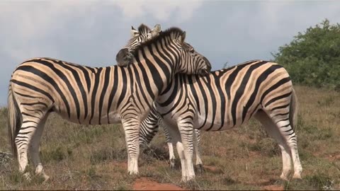 ZeBRAS BFFs: ADORABLE HUGGING MOMENT!