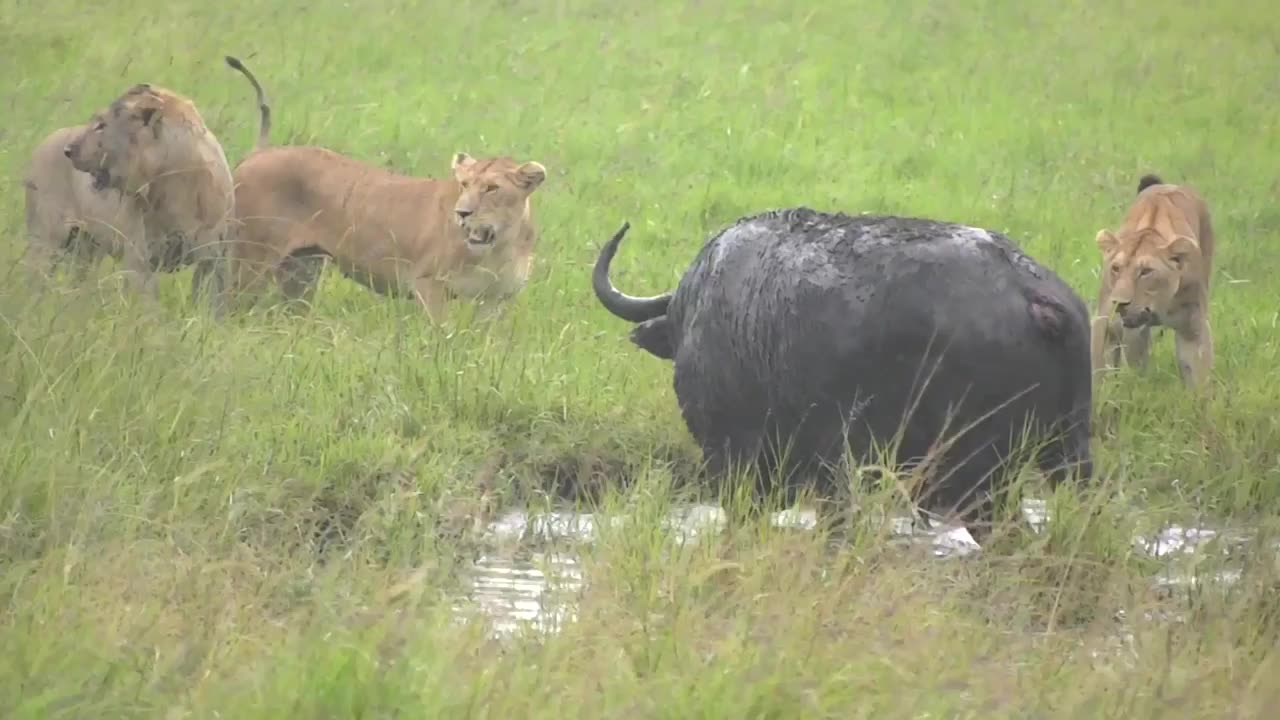 Loin Attack Buffalo