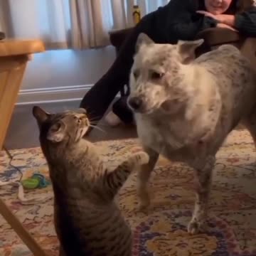 Cat & dog funny time 👌