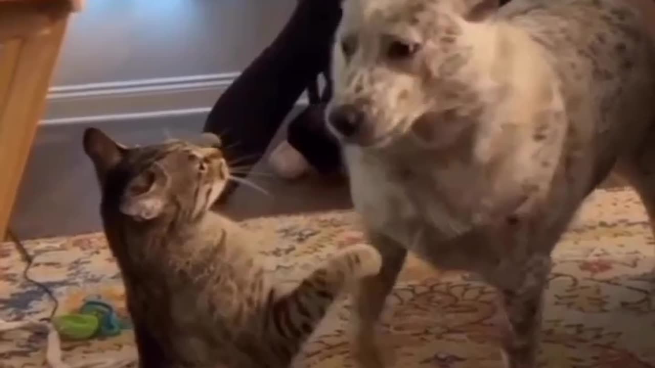 Cat & dog funny time 👌