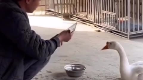 Cão Põe a Barba de Molho...