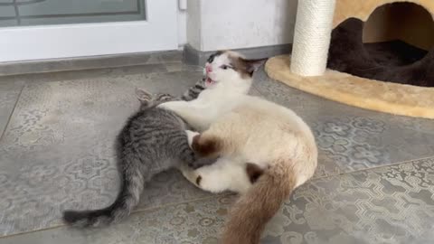 Funny Cat Attacked by Cute Kitten