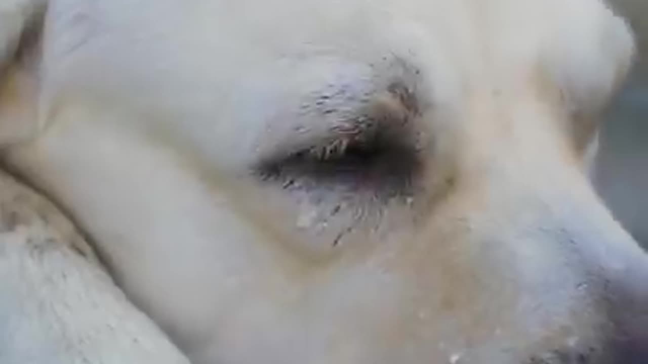 DOG SAVE BLIND MAN'S LIFE