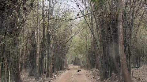 Jungle safari peacock