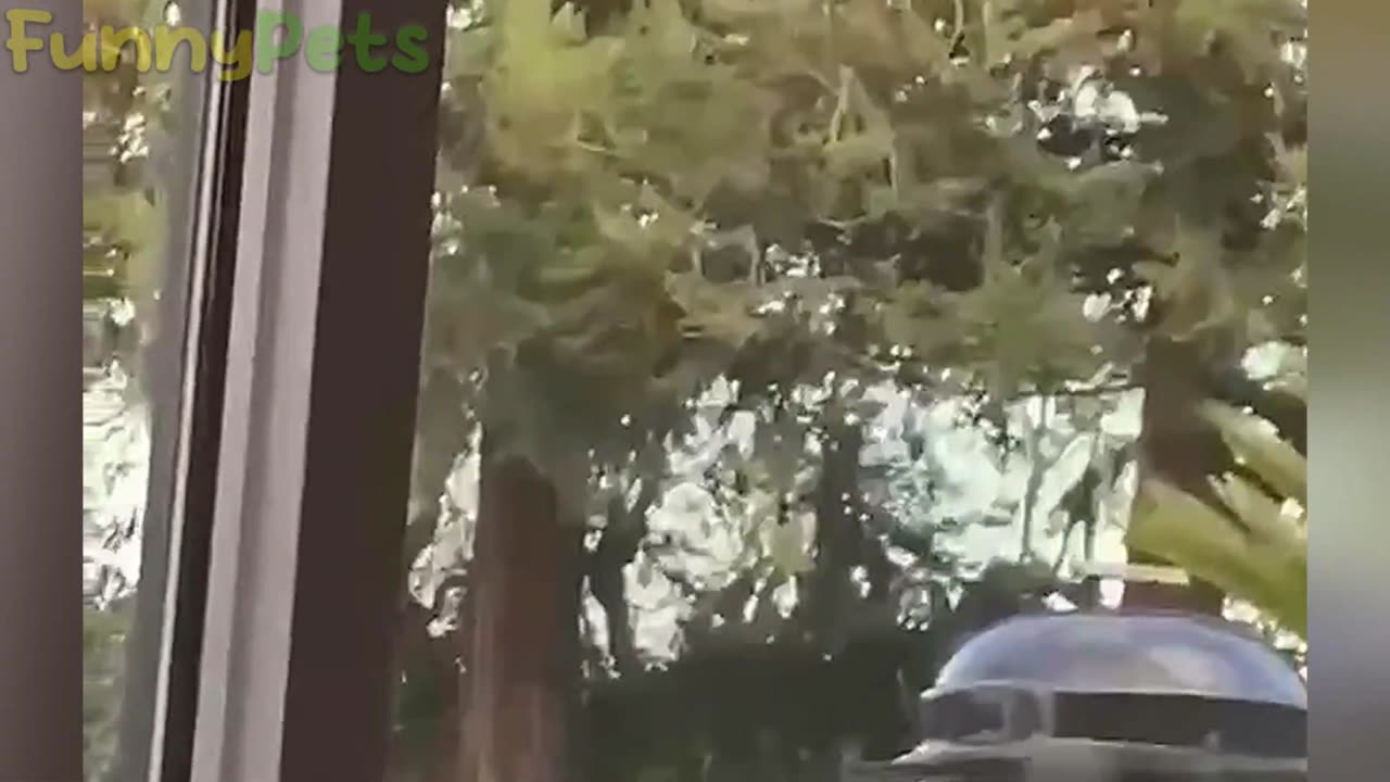 Funniest Animals