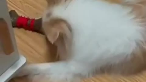 Funny Dogs Playing With Toys - funny dogs playing with toys # Best Services # #shorts #short