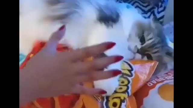 Funniest cat videos #36 - HILARIOUS!