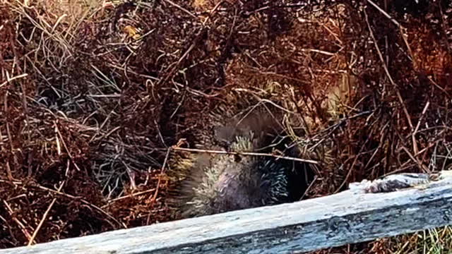 When Internet Trolls Argue #shorts #alaska #porcupine #fight