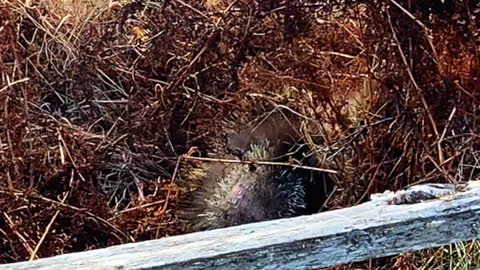 When Internet Trolls Argue #shorts #alaska #porcupine #fight