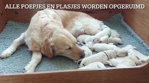 2e nest van Hannah, pups paar dagen oud