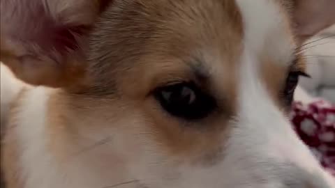 What do you do when he does this? 🐶