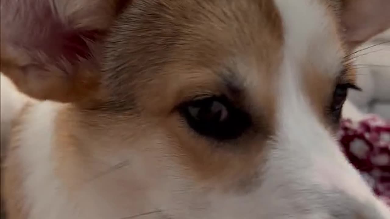 What do you do when he does this? 🐶