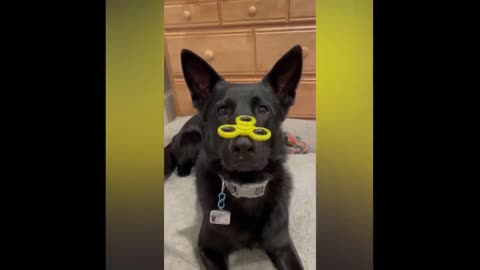 Dog Freaks Out While Talking With Owner