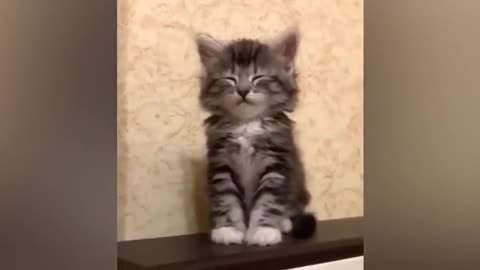 Funniest Cats and Dogs 2023 😂 New Funny Animals 🤣 Part3