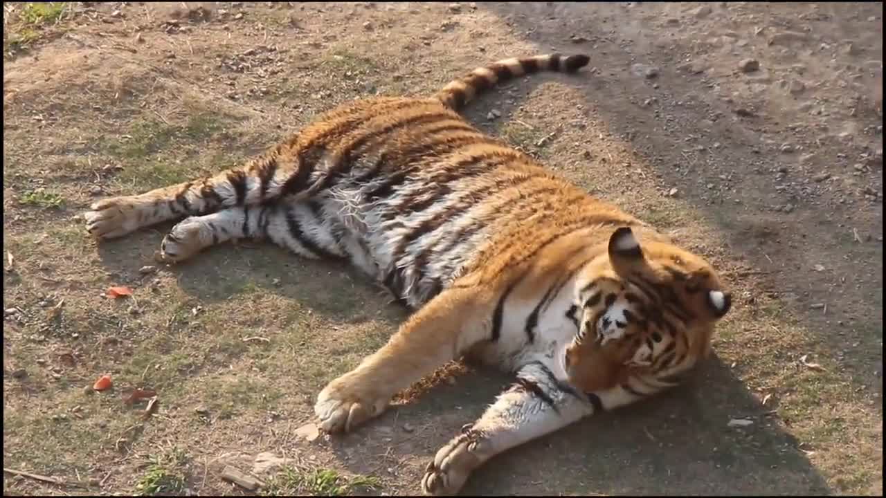 Little tiger or big cat