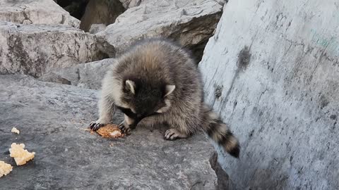 Minimus finds a cookie