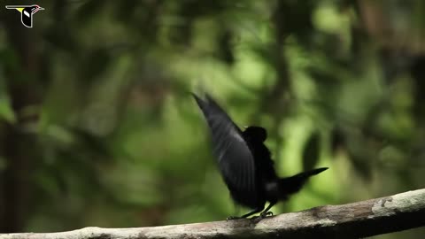 Magnificent-Riflebird mp4