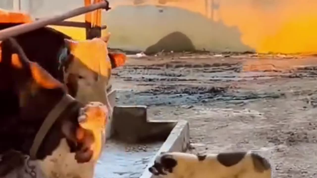 Cute animals