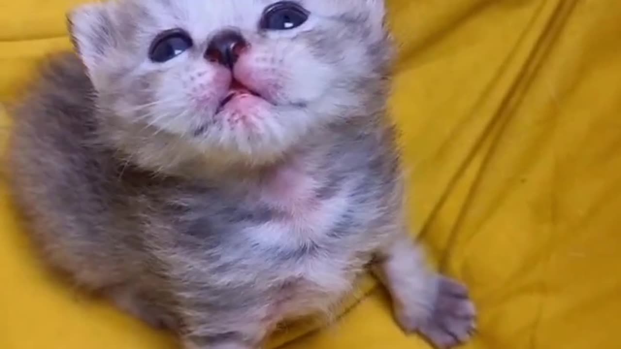 Cute cat 🐈 trending video