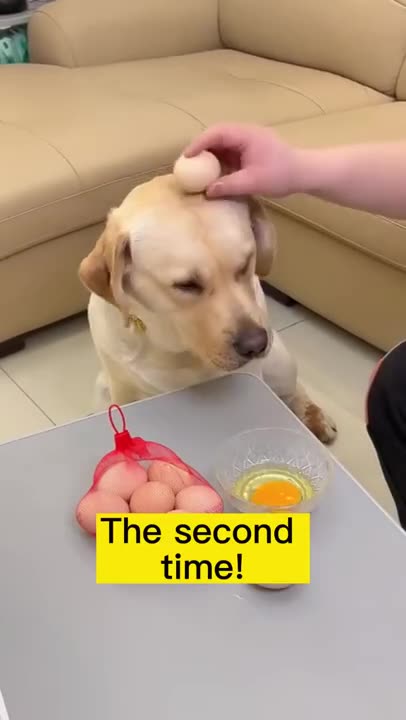 funny dog and cat videos-funny dog and cat videos try not to laugh-funny dog and cat videos