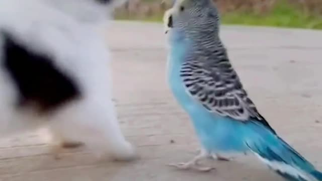 Cute Puppy with Parrot