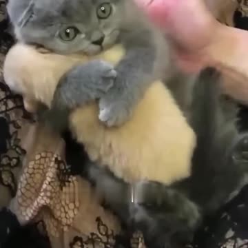 Hey one in a Million love cat 😻💖🐶 Cute kitten hugs puppy