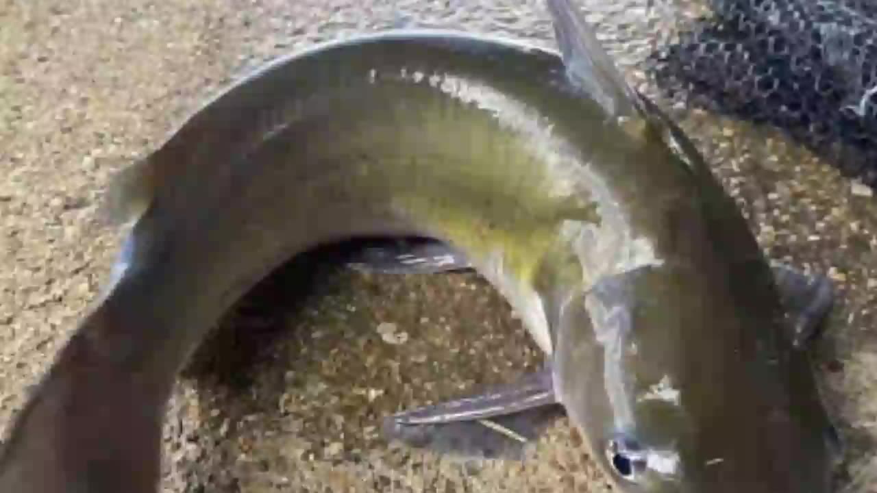 Catfish farming