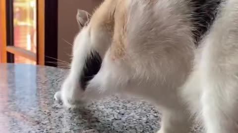 Cat.exe Has Broken When Smelling Coffee