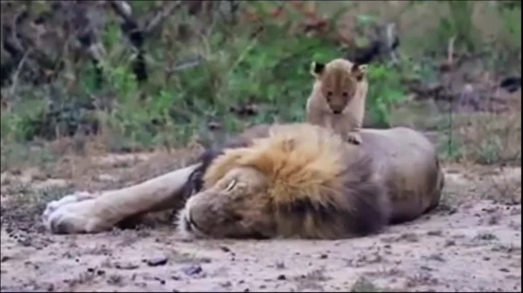 Lion Cub Wake Up The king