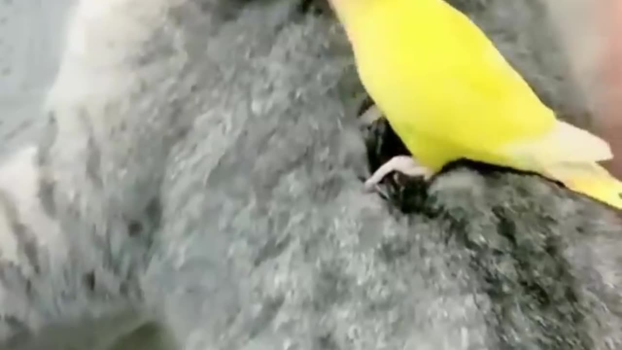 Animals love video