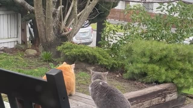 Back to nose boops and loafing around with my friend!