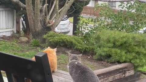 Back to nose boops and loafing around with my friend!