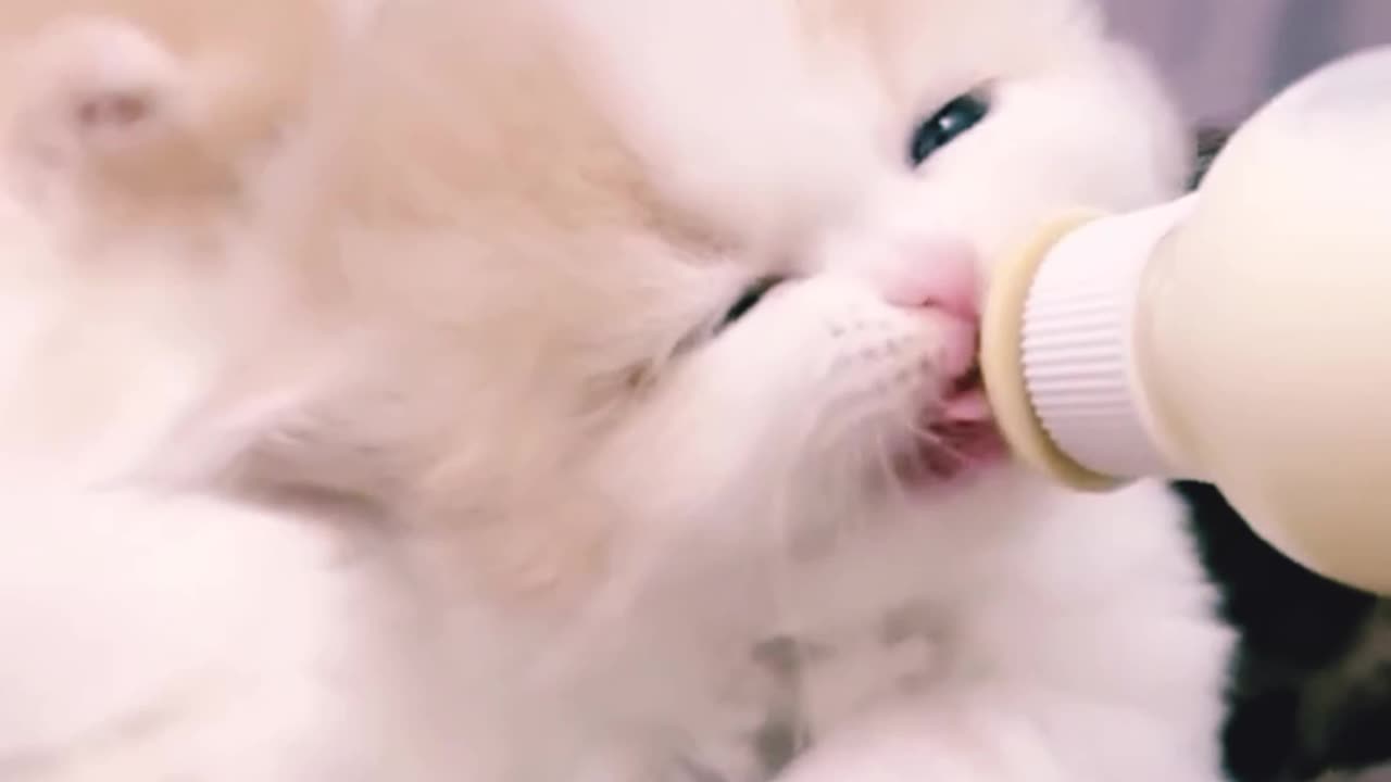 Cute cat😍