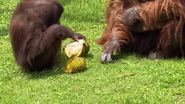 orangutans