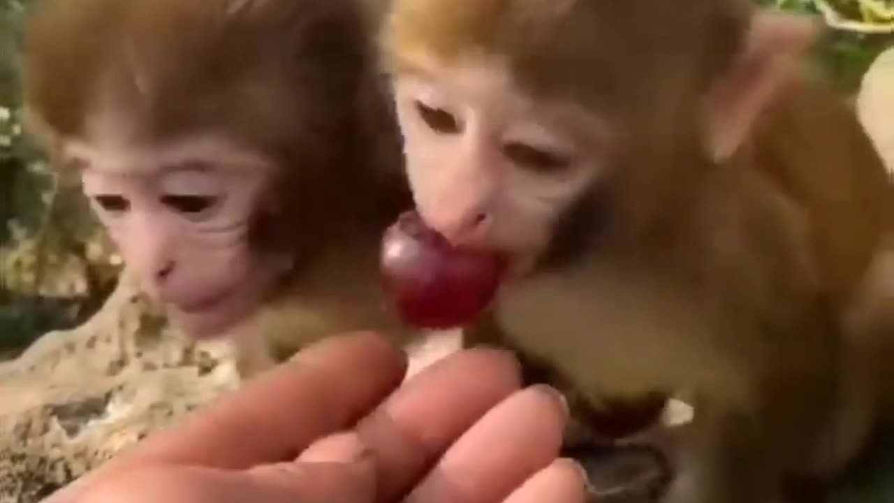 Cute monkey 🐒🤗😍