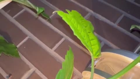 I spotted this mantis feeding on a moth!