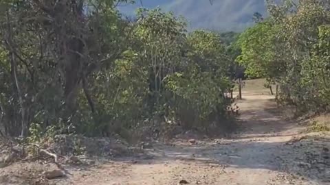 Em conexão com a natureza 🍀 Bom dia!