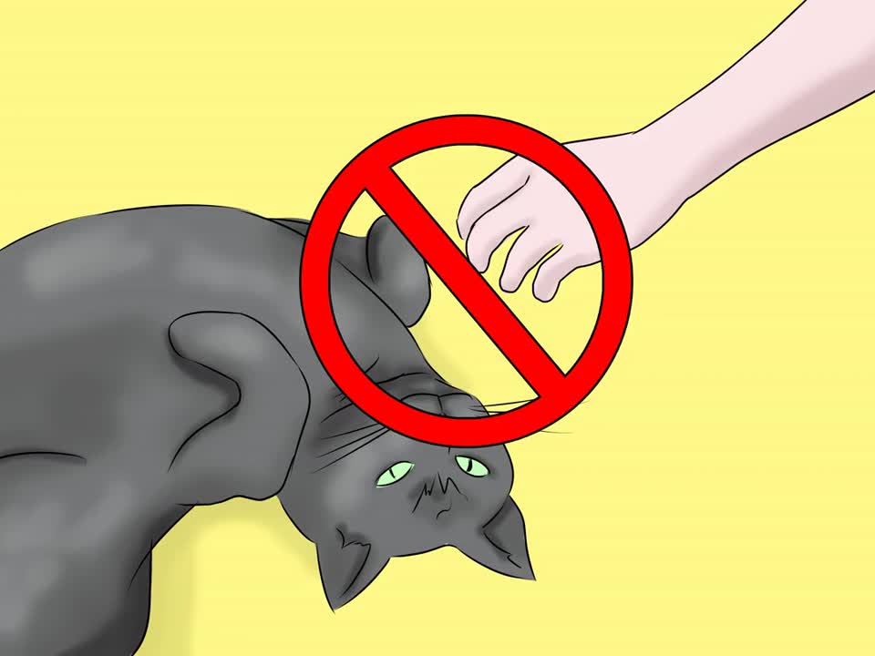 HOW to help your Cat !!! - Epileptic Seizures