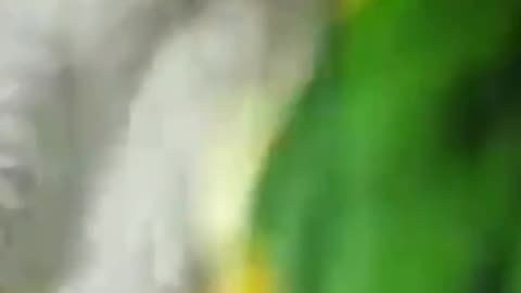 a beautiful parrot playing in home