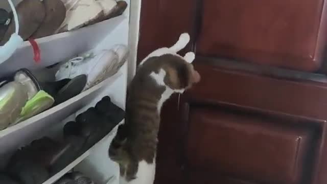 Do not underestimate me, hooman..ππΎπͺπ